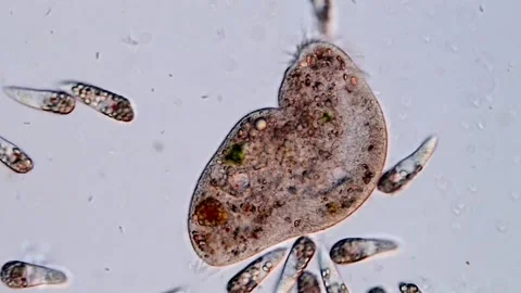 Ciliate, euglena under the microscope 스톡 동영상 310640736