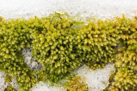 Ciliate hedwigia moss on snowy stone Stock Photos