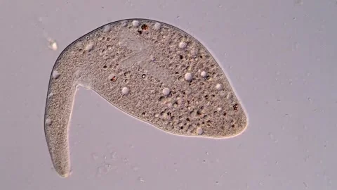 Ciliate microorganism under microscope 库存影片 310644914
