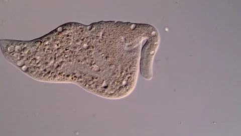 Ciliate, Mircoscopic 400x Vídeos de archivo 310645389