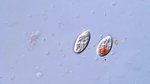 Ciliate Protozoa Exploring Micro Water Environment, 400x Stock Footage 317886833