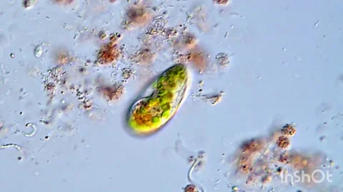 Ciliate Protozoa Moving Under the Microscope, 400x 動画素材 317886574