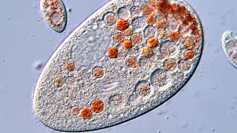 Ciliate Protozoa Swimming Under the Microscope in High Magnification 動画素材 318946726