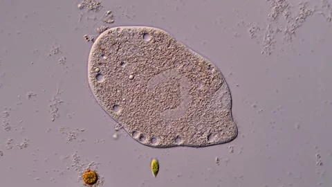 Ciliate protozoan under microscopy view 库存影片 310644751