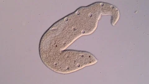Ciliate protozoan under microscopy view 스톡 동영상 310644792