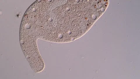 Ciliate protozoan under microscopy view 库存影片 310645859