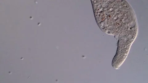 Ciliate protozoan under microscopy view Vídeos de archivo 310646045