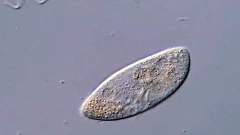 Ciliate protozoan under microscopy view, 400x DIC microscope 库存影片 317957540