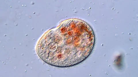 Ciliate Protozoans Gliding Under Optical Microscope (400x) Video stock 318946936