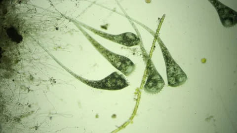 Ciliate Stentor, LM Stock Footage 156510638