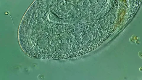 Ciliate under microscopy view, 400x magnification 스톡 동영상 306581848