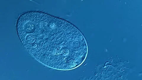 Ciliate under microscopy view 400x 스톡 동영상 306591137