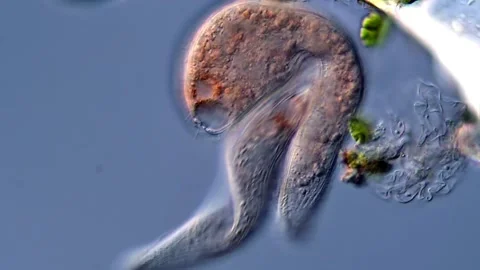 Ciliate under microscopy view 400x 库存影片 310312413