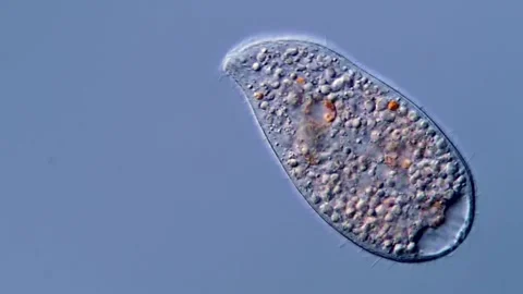 Ciliate under microscopy view 400x magnification 库存影片 310312443