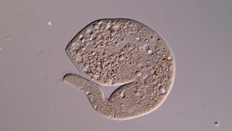 Ciliate under microscopy view 库存影片 310645244