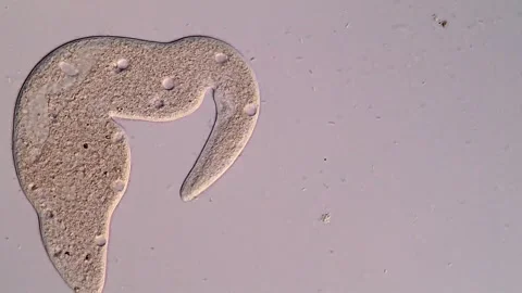 Ciliate in water under microscope Vídeos de archivo 310644789