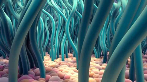 Ciliated Cells Stock Photos