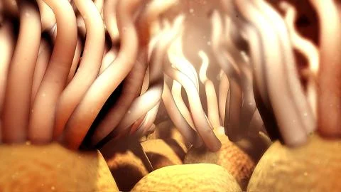 Ciliated Cells Stock Photos