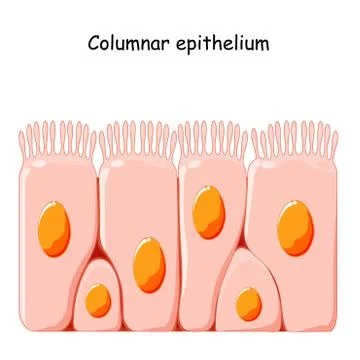 Ciliated columnar epithelium. Stock Illustration