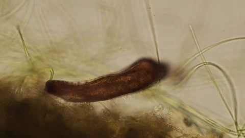 Ciliated flatworm Turbellaria under the microscope Stock Footage 232471542