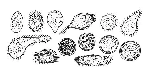 Ciliated infusoria origin and development modes, vector illustration. Stock Illustration