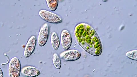 Ciliates Feeding on Bacteria in Water Sample, 400x 動画素材 317887114