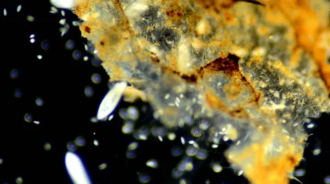 Ciliates Stock-Footage 64826946