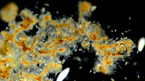 Ciliates Stock Footage 64826953