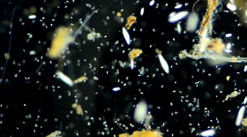 Ciliates Vidéo 64827022