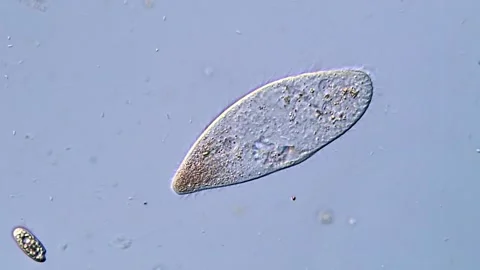 Ciliates Gliding Through Microbial Environment Vidéo 318001881