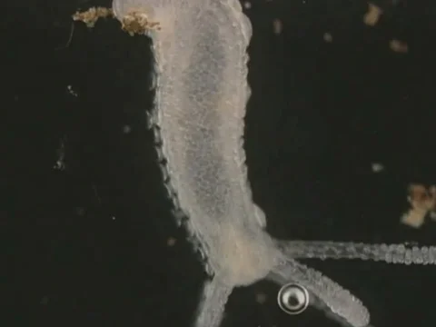 Ciliates on hydra Stock Footage 71373334
