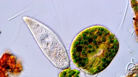 Ciliates Interacting and Feeding Under Microscope 스톡 동영상 317884938