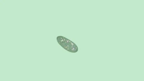 Ciliates Paramécium under a microscope Stock Footage 106866707