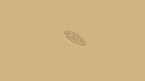 Ciliates Paramécium under a microscope Stock Footage 106866951