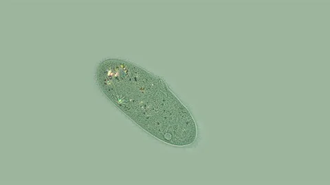 Ciliates Paramécium under a microscope Stock Footage 106868176