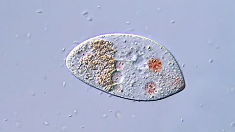 Ciliates protozoa under microscope view 库存影片 318002815