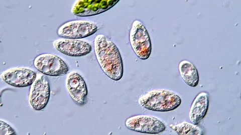 Ciliates protozoa under microscopy view, pond water sample Vídeos de archivo 318002828