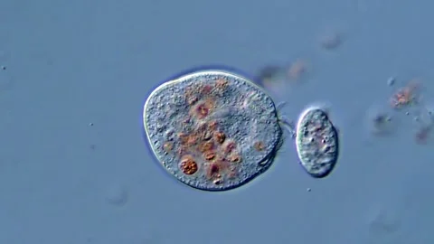 Ciliates protozoa under microscopy view, 4K Video for Education 库存影片 318249314