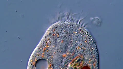 Ciliates Swimming Behavior Captured in 4K 스톡 동영상 317107554