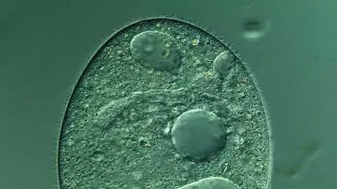 Ciliates under microscope view, 400x magnification Vidéo 306581790