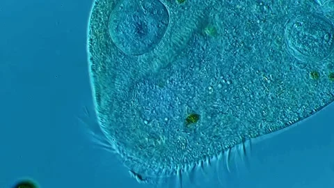 Ciliates under microscope view 400x magnification 库存影片 306590781
