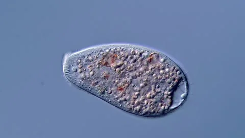 Ciliates under microscope view 400x magnification Vidéo 310312454
