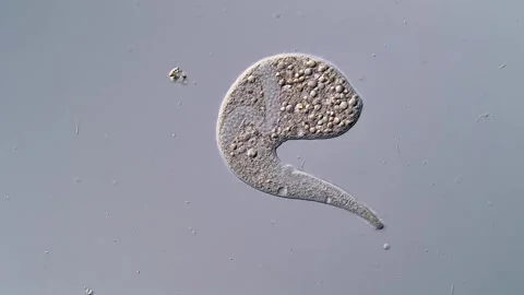 Ciliates under microscope view, Dileptus Ciliate 스톡 동영상 310386719