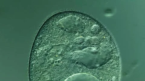 Ciliates under microscope view, pond water sample Vídeos de archivo 306587888