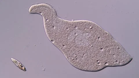 Ciliates under microscopic view, 400x magnification 库存影片 310495765