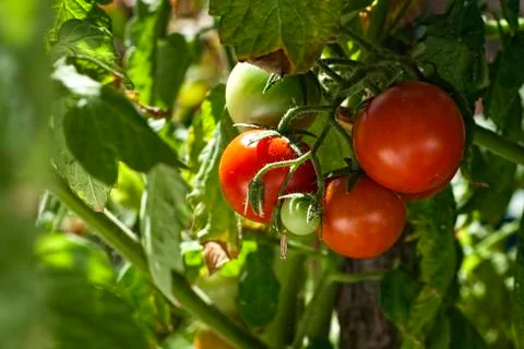 Ciliegino tomato Stock Photos