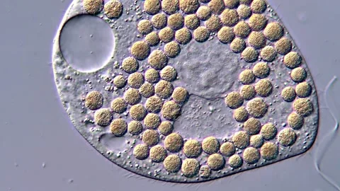 Ciliophora Ciliate protozoa under microscope 4K video 库存影片 317105695