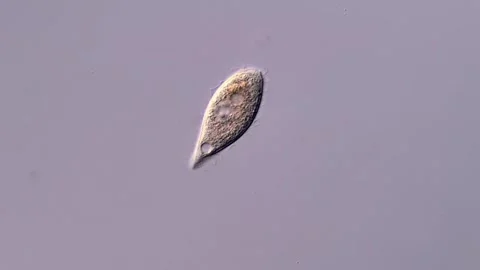 Ciliophora Ciliate under microscope Vídeos de archivo 310356263
