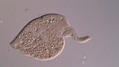 Ciliophora Ciliate under microscope 스톡 동영상 310645124