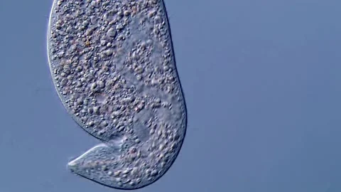 Ciliophora Ciliate under microscopy view 스톡 동영상 310312410